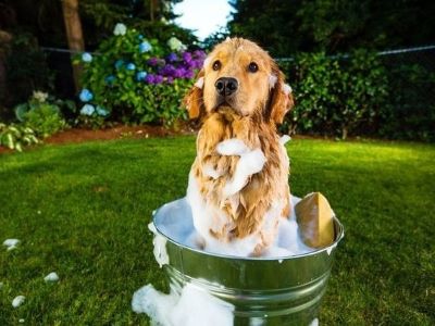 dog taking a bath in the garden