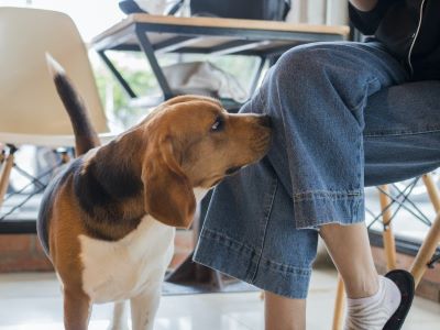 dog smelling a female dog smelling a female