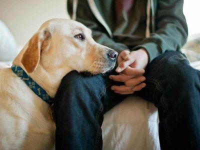 dog smelling a male dog smelling a male