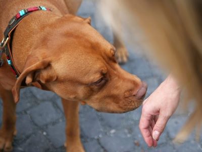 female redirected a dog to smell a hand female redirected a dog to smell a hand