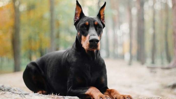 Why Do People Crop Dog’s Ears Why Do People Crop Dog’s Ears