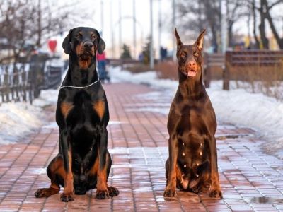 two dogs with cropped ears