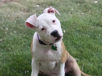 happy dog with normal ears happy dog with normal ears
