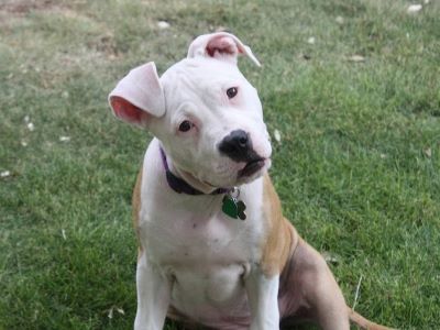 happy dog with normal ears