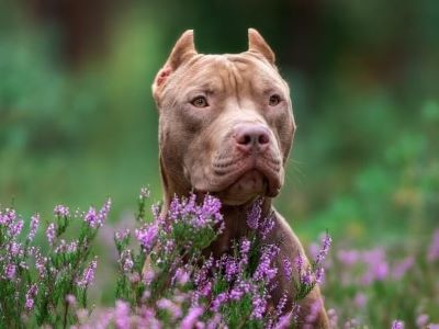 Why Do People Crop Dog’s Ears Why Do People Crop Dog’s Ears
