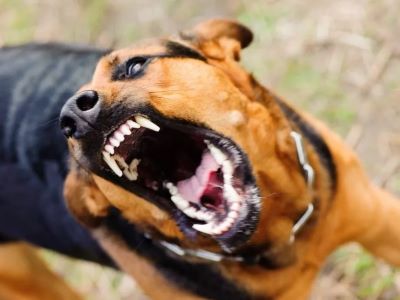 The Legal Consequences of a Dog Bite