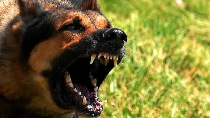 Where To Surrender an Aggressive Dog UK?