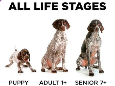 All Life Stage Foods