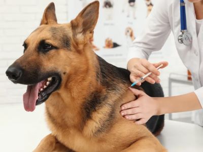 Brucella canis in Dogs and Humans Brucella canis in Dogs and Humans