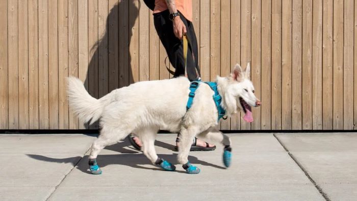 How To Get Dog To Wear Boots?