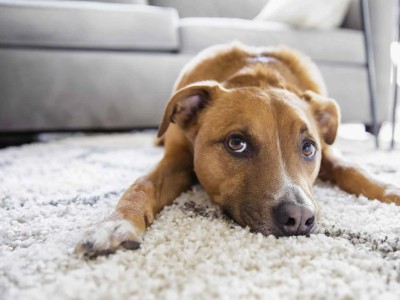 Reasons for Dogs Scratching the Carpet