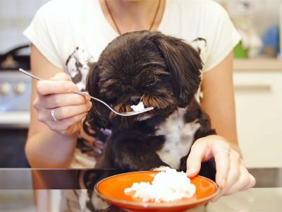 dog eating egg fried rice