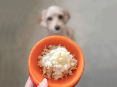 dog with the bowl of rice