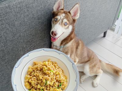 egg fried rice for dogs