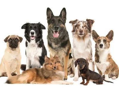 What Are Some Ethical Concerns in Dog Breeding?
