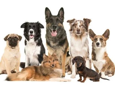 What Are Some Ethical Concerns in Dog Breeding? What Are Some Ethical Concerns in Dog Breeding?