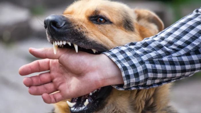 What Happens When a Dog Bite Is Reported in UK?
