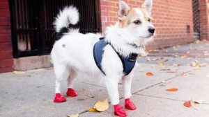 dog boots