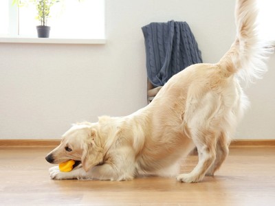The Health of a Dog’s Tail