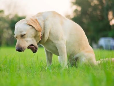 What Are the Symptoms of Parvo in Dogs?