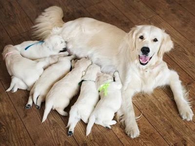 When To Stop Breeding a Dog?