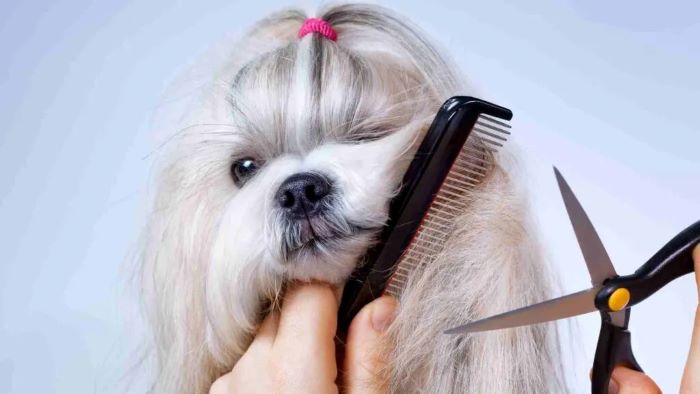 How Much Does Dog Grooming Cost?
