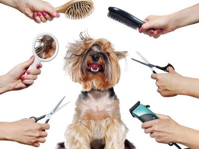 Tips To Save Money on Dog Grooming