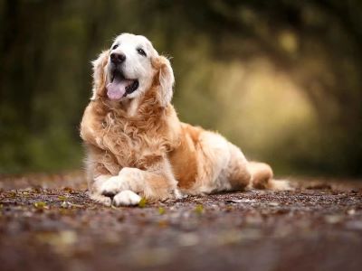 Risks of Feeding Puppy Food to Adult Dogs