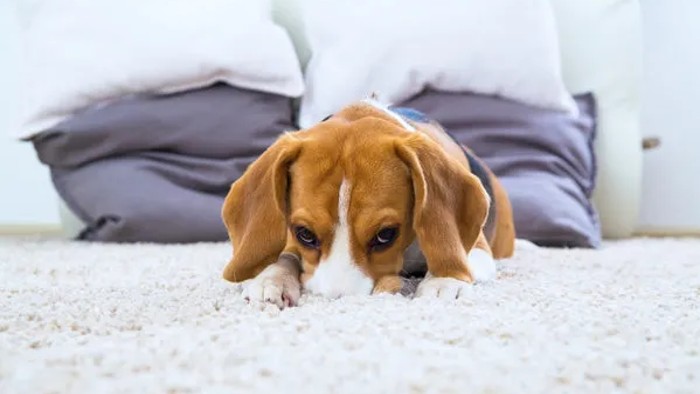 How To Get Dog Pee Smell out of Carpet?