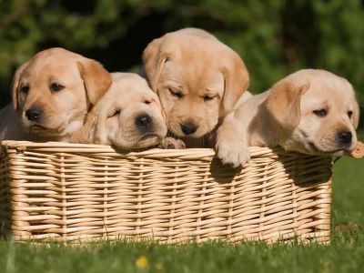 Puppies sleep cycle Puppies sleep cycle