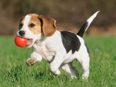 Common Puppy Sleep Problems and Ways To Solve Them Common Puppy Sleep Problems and Ways To Solve Them