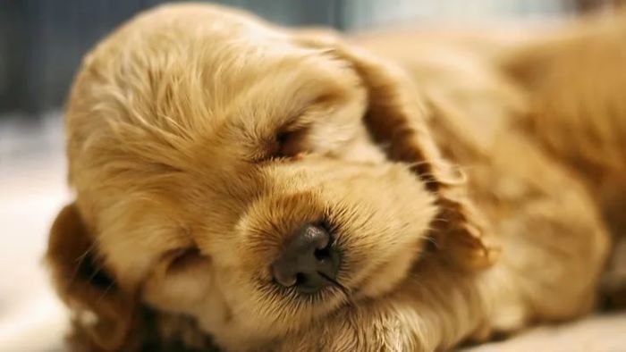How Much Should Puppies Sleep? How Much Should Puppies Sleep?