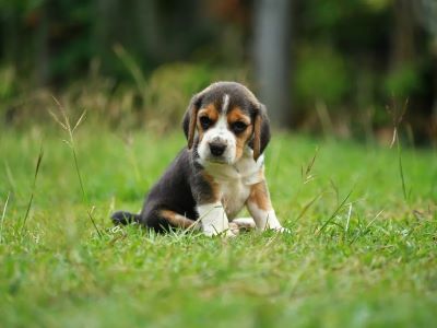 Bedtime Routine for Your Puppy Bedtime Routine for Your Puppy
