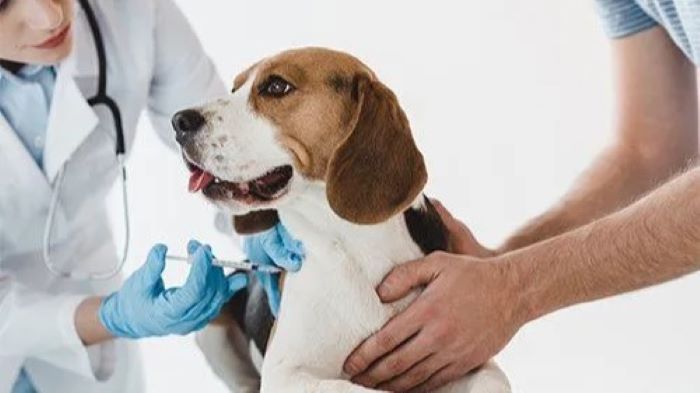 Rare Dog Disease Transfers to Humans in UK