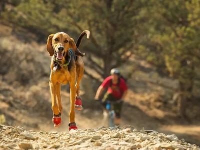Why Your Dog Needs Boots?