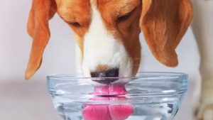 Thirsty dog
