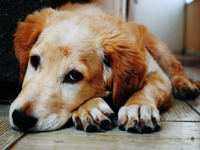 Future Prospects of Brucella canis in Dogs and Humans Future Prospects of Brucella canis in Dogs and Humans