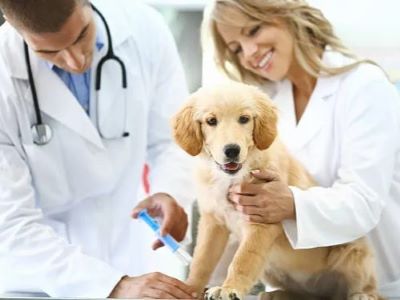 How To Prevent and Treat Parvovirus in Dogs?