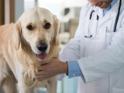 Diagnosis of IBD in Dogs?