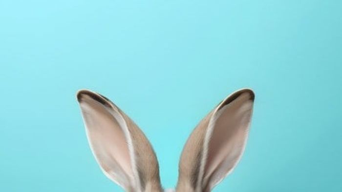 Are Rabbit Ears Good for Dogs? Treat Time! - WeWantDogs