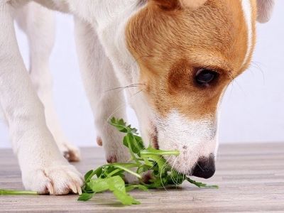 dog trying to eat vegetable