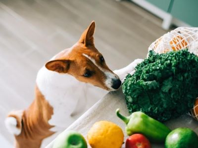 dog trying to eat vegetables