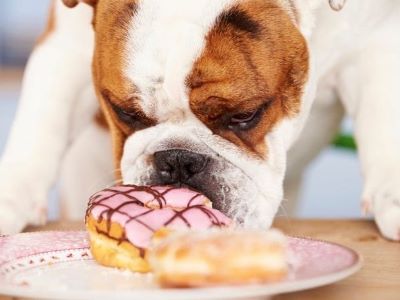 dog eating Doughnut