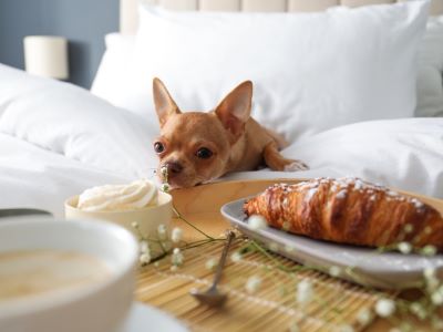 dog sitting near breakfast tray