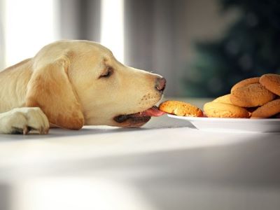 Can Dogs Eat Rich Tea Biscuits