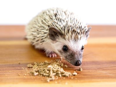 Can Hedgehogs Eat Dog Food