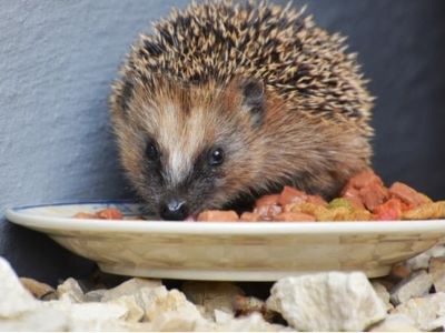 Hedgehog eating from the plate