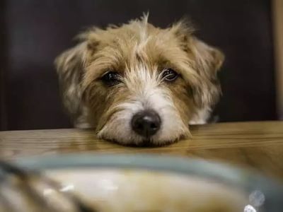 dog looking at food