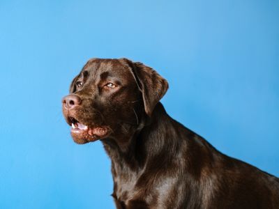 Dog Behaviours Explained