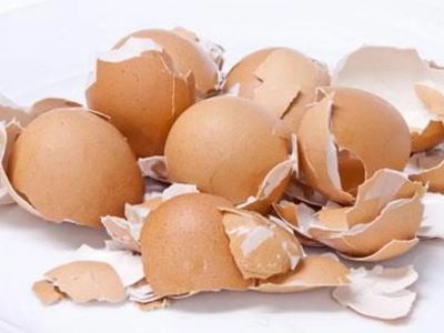 Benefits of Eggshells for Dogs